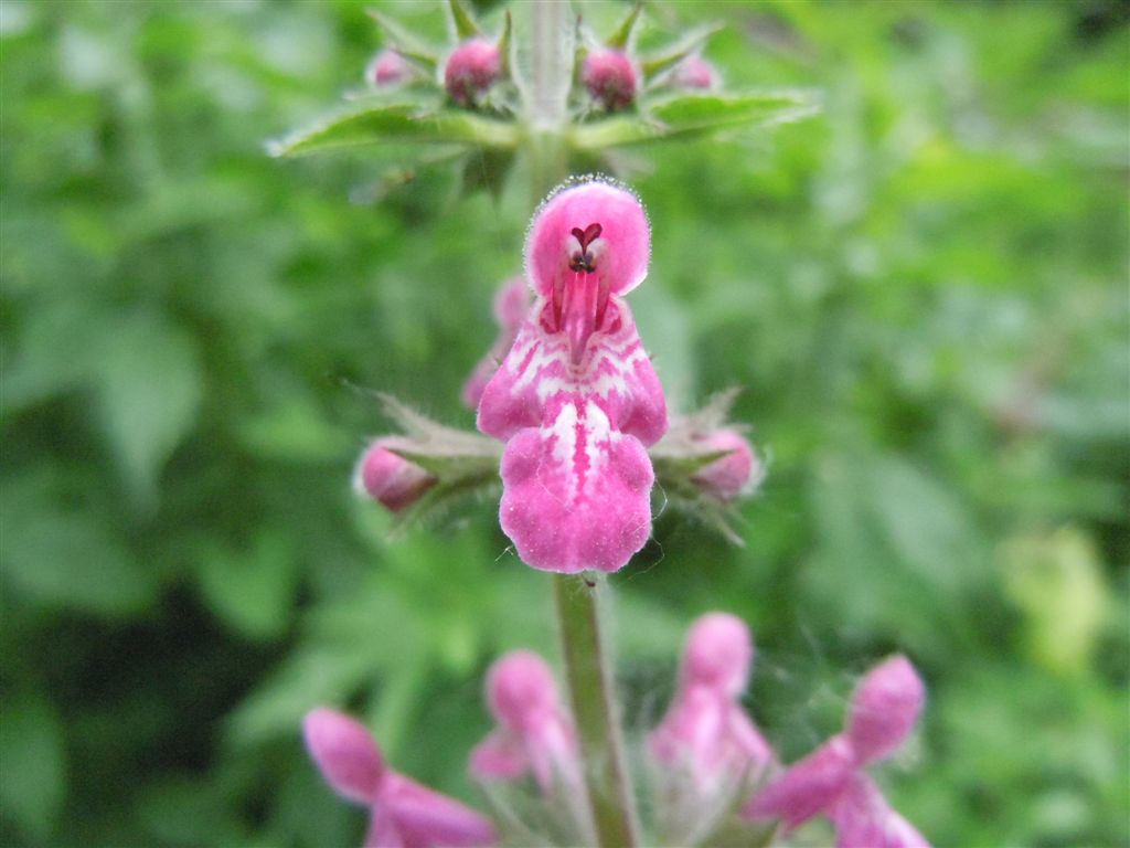 Stachys sylvatica L. / Stregona dei boschi